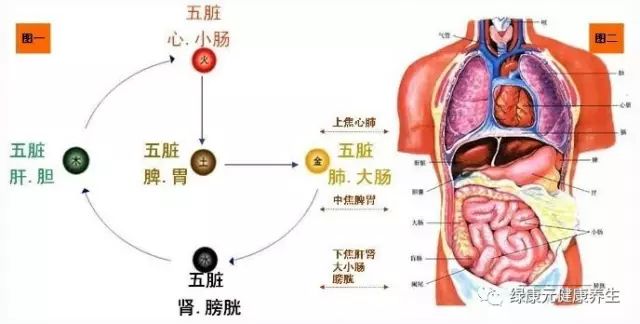 通草的功效与作用能通输卵管堵塞,调整方案执行细节_4K37.371