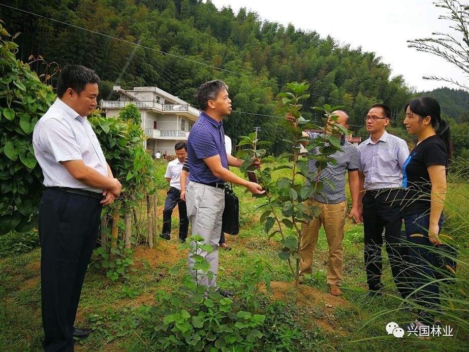 分水村领导引领村庄迈向崭新篇章