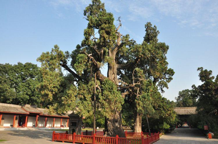 延安市黄帝陵景区规划重塑历史与未来的融合之旅