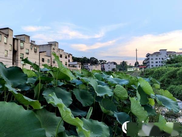 连池乡新项目，乡村发展的强大引擎驱动力